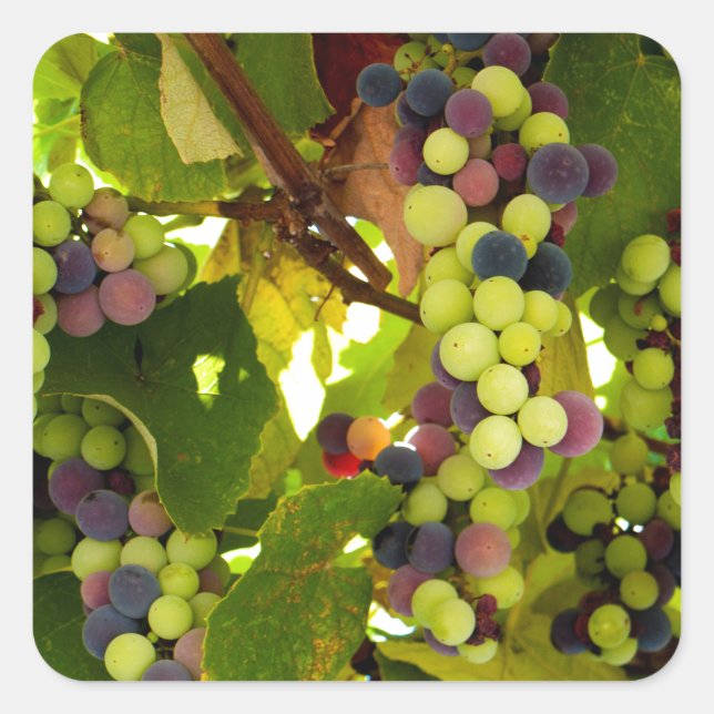 Green and Purple Grapes Growing on the Vine Square Sticker (Front)