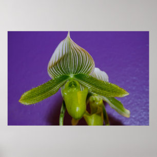 Green and White Lady Slipper Orchid Poster