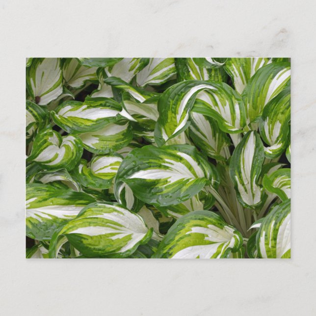 Green and white striped hosta leaves postcard (Front)