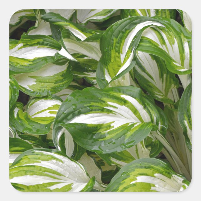 Green and white striped hosta leaves square sticker (Front)