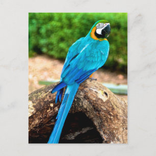 Green and Yellow Macaw, Trinidad Postcard