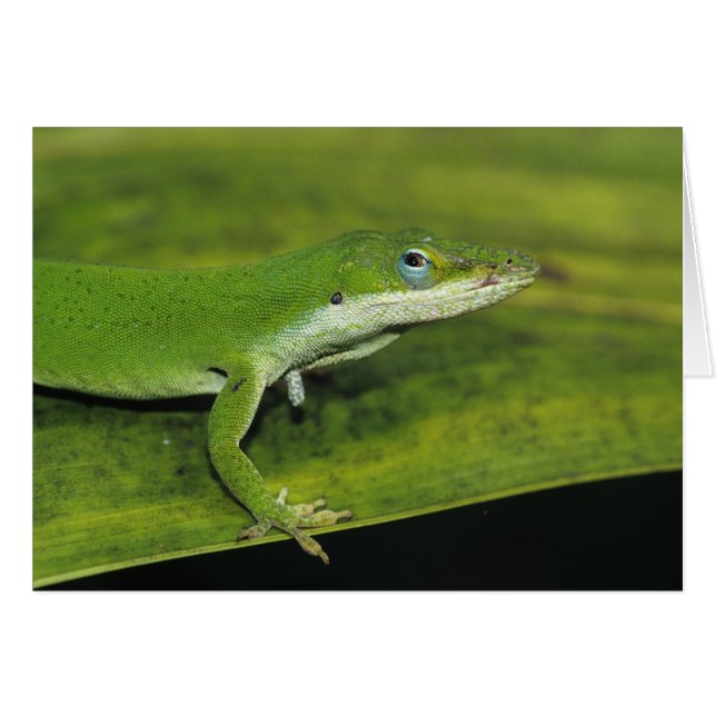 Green Anole, Anolis carolinensis, adult on palm (Front Horizontal)
