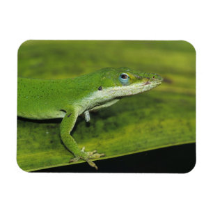 Green Anole, Anolis carolinensis, adult on palm Magnet