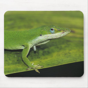 Green Anole, Anolis carolinensis, adult on palm Mouse Mat