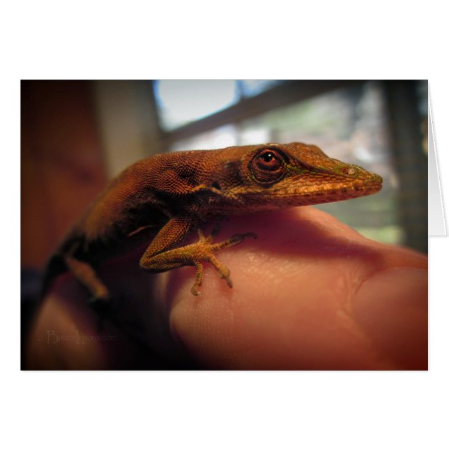 Green Anole Lizard (Front Horizontal)