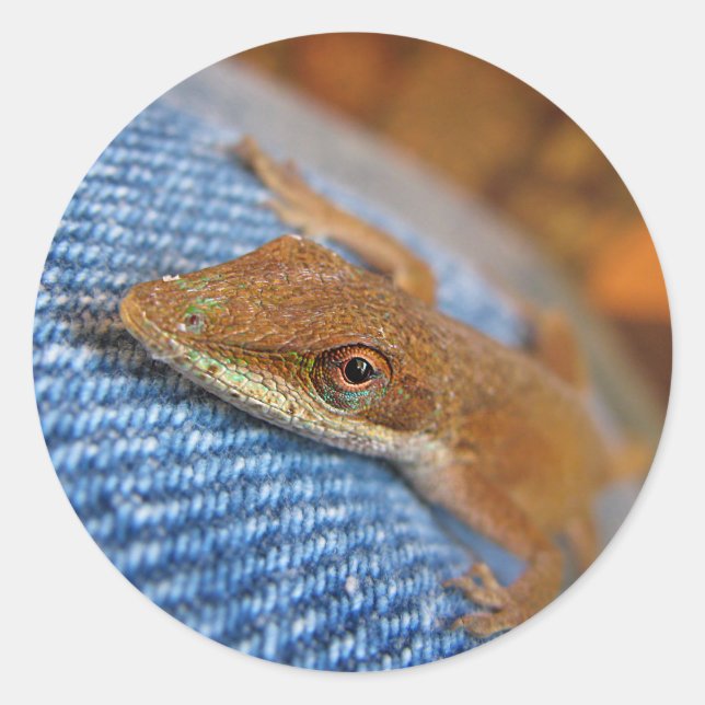 Green Anole Lizard Classic Round Sticker (Front)