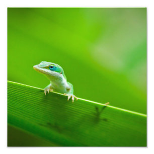 Green Anole Lizard Encounter Art Photography Photo Print