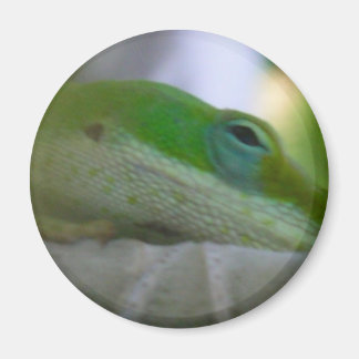 Green Anole Lizard Magnet