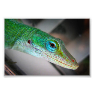 Green Anole Lizard Photo Print