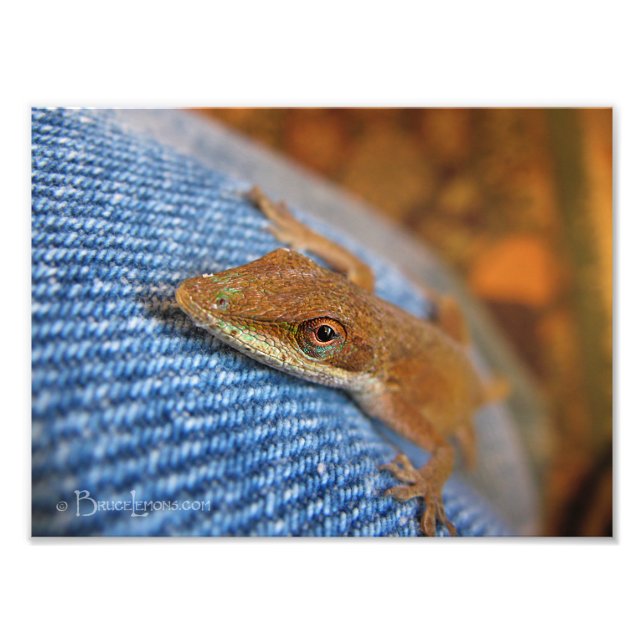 Green Anole Lizard Photo Print (Front)