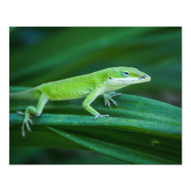 Green Anole Lizard Photo Print (Front)