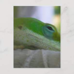 Green Anole Lizard Postcard