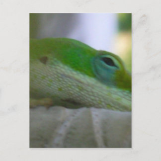 Green Anole Lizard Postcard