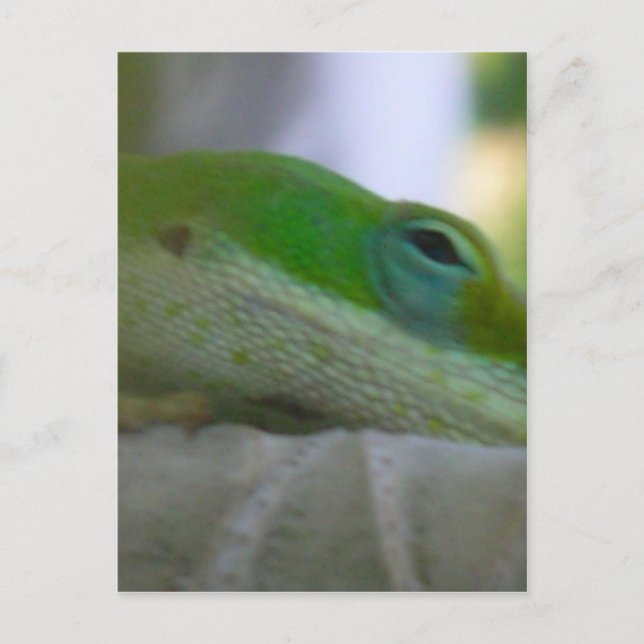 Green Anole Lizard Postcard (Front)