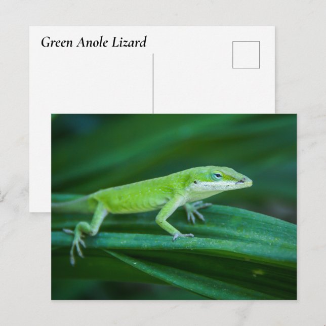 Green Anole Lizard Postcard (Front/Back)