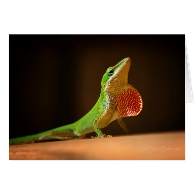 Green Anole Lizard with Red Thraot (Front Horizontal)