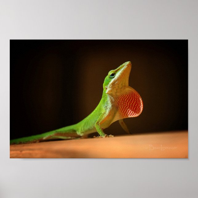 Green Anole Lizard with Red Thraot Poster (Front)
