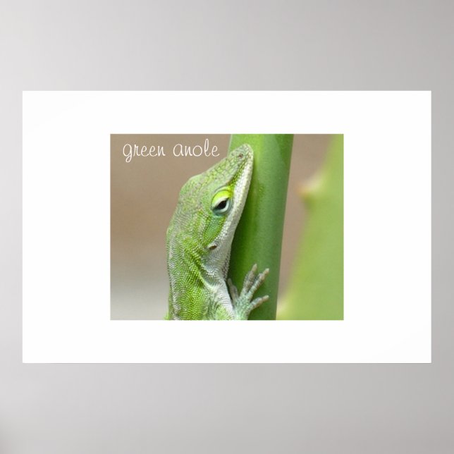 Green Anole Poster (Front)