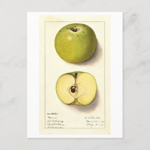 Green Apple Vintage Illustration Postcard