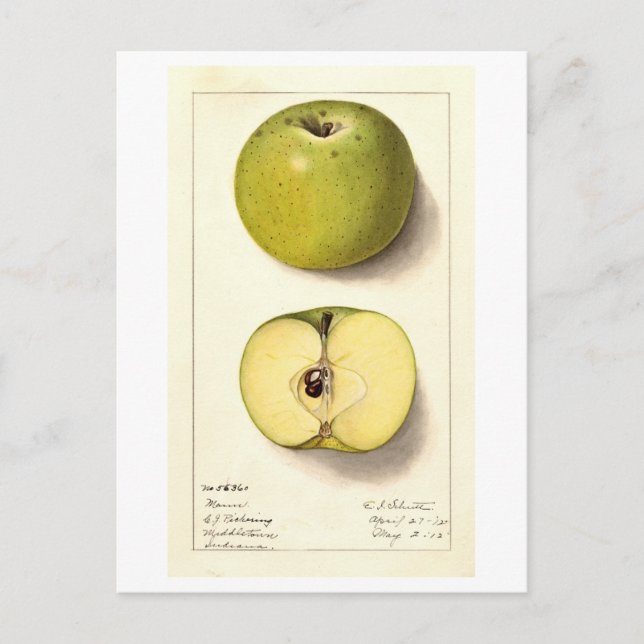 Green Apple Vintage Illustration Postcard (Front)