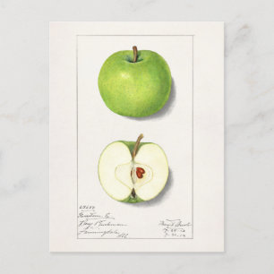 Green Apples (Malus Domestica) Fruit Painting Postcard