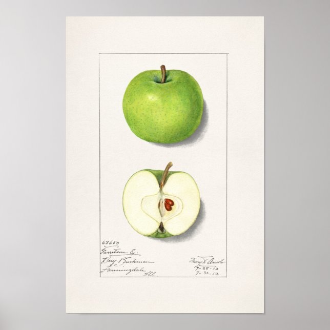 Green Apples (Malus Domestica) Fruit Painting Poster (Front)