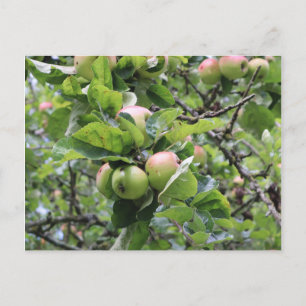 Green Apples on Tree Postcard