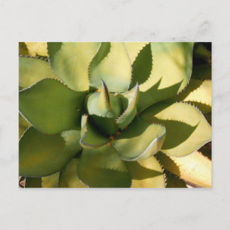 "Green Arizona" Postcard