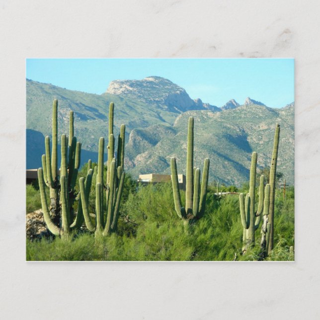"Green Arizona" Postcard (Front)