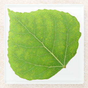 Green Aspen Leaf #11 Glass Coaster