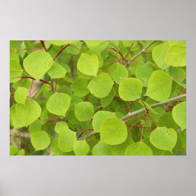 green aspen leaves poster (Front)