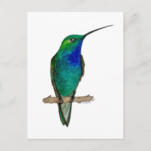 Green-backed Hillstar Hummingbird Postcard