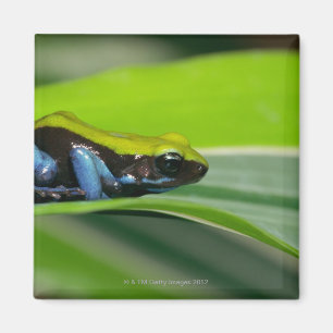 Green-backed mantella magnet