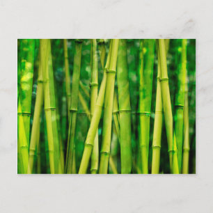 Green Bamboo Postcard