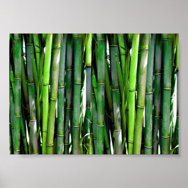 Green Bamboo Stalks Nature Photography Poster (Front)