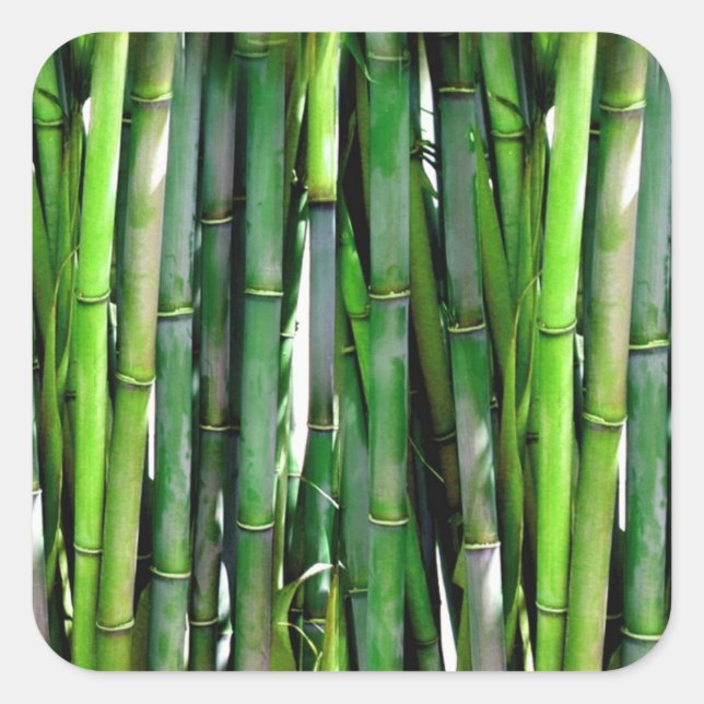 Green Bamboo Stalks Nature Photography Square Sticker (Front)