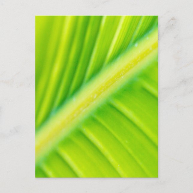 green banana leaf postcard (Front)