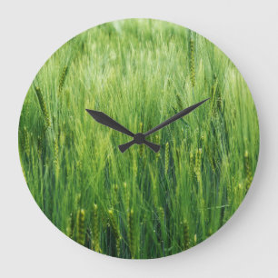 Green barley field, spring closeup. large clock