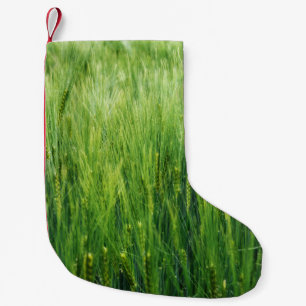Green barley field, spring closeup. small christmas stocking