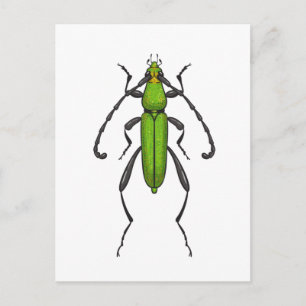Green beetle postcard
