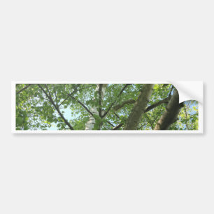 green birch on tree against blue sky bumper sticker