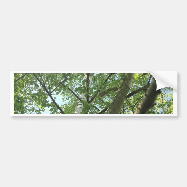 green birch on tree against blue sky bumper sticker (Front)