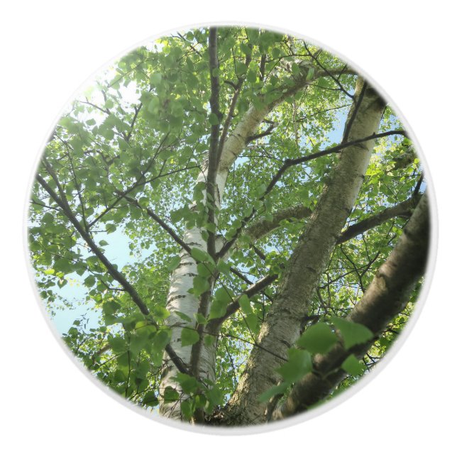 green birch on tree against blue sky ceramic knob (Front)