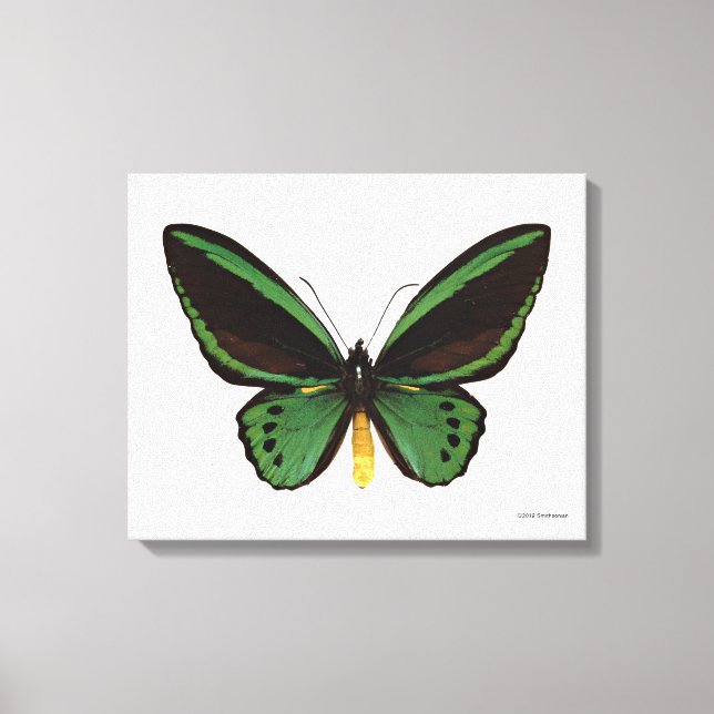 Green Birdwing Butterfly Canvas Print (Front)