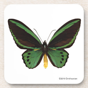 Green Birdwing Butterfly Coaster