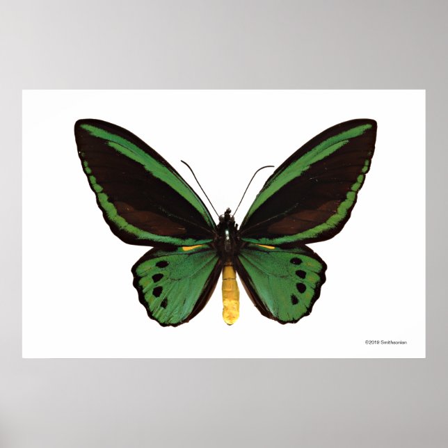 Green Birdwing Butterfly Poster (Front)