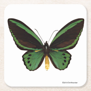 Green Birdwing Butterfly Square Paper Coaster