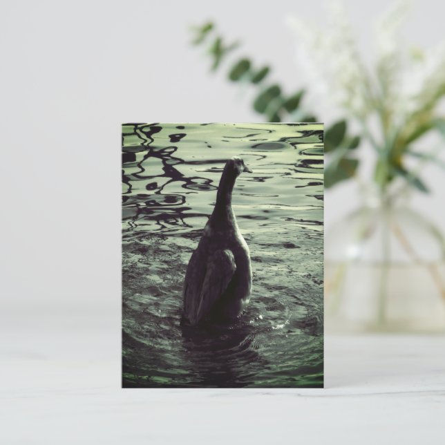 Green Black Photo Duck Postcard (Standing Front)