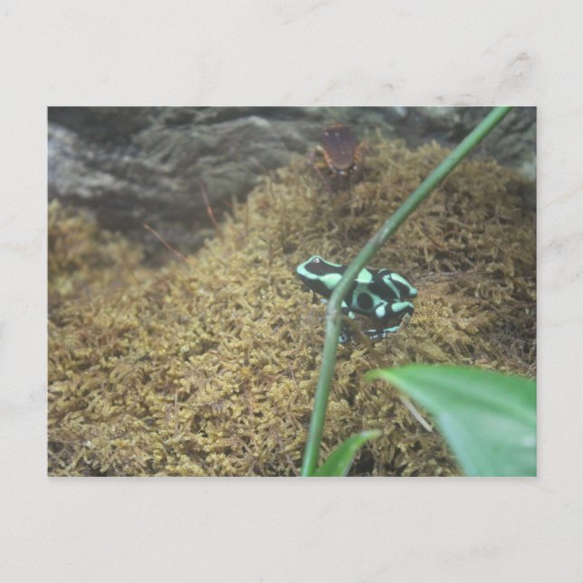 Green & Black Poison Dart Frog # 3 Postcard (Front)