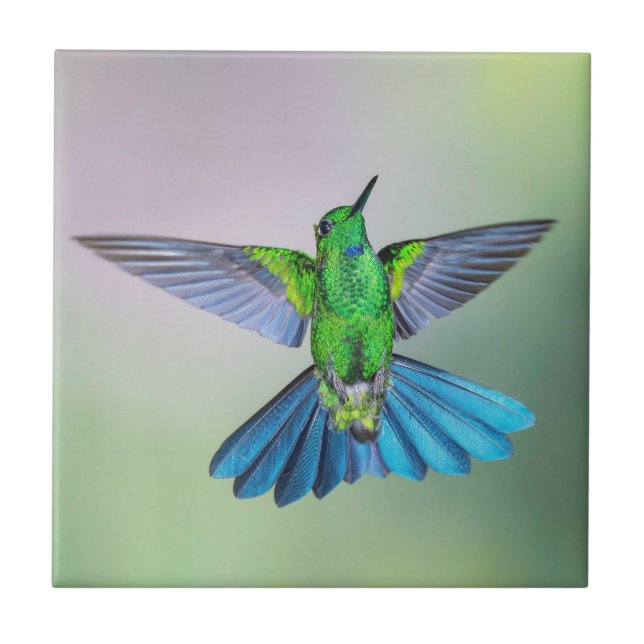 Green & Blue Hummingbird Tile (Front)